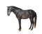 Profile Lusitano, Portuguese horse, isolated