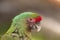 Profile of Macaw parrot