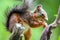 Profile macro view of a Mount Graham red squirrel standing at the branches