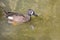 Profile of a Male Blue-Winged Teal Duck