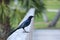 Profile of a male boat tailed grackle