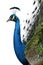 Profile of Male Indian Peafowl