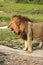 Profile of male lion growling