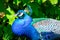 Profile of a male peacock