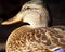 Profile of a Mallard duck hen
