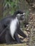 Profile of a Mantled Colobus Monkey Sitting Down