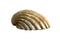 Profile of marine shell