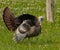 Profile of mature male wild Thanksgiving turkey