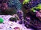 Profile of Mediterranean Seahorse in Saltwater aquarium tank - Hippocampus guttulatus