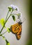 Profile of Monarch Butterfly eating