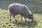 Profile of Mongolian sheep grazing