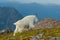 Profile of Mountain Goat in Alpine Meadow