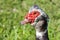 Profile Of A Muscovy Duck