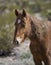 Profile of Nevada wild horse in the desert