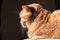 Profile of orange cat mixed breed; half Persian illuminated by bright sun; dark background