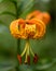 Profile of Orange Tiger Lily