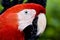 Profile of a parrot Scarlet Macaw (Ara macao)