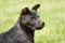 Profile of Patterdale terrier head