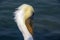 Profile of pelican head with ocean behind it