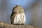 Profile of perching Pygmy Owl in spring