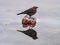 Profile photo of a dipper bird on a rock with mirror reflection in the water