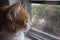 Profile photo of white and orange house cat with long whiskers looking out window