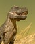 Profile picture of a tyrannosaurus rex is on desert