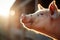 profile of a pigs face highlighted by sunshine