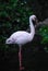 Profile of a Pink Lesser Flamingo