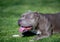 Profile of a pitbull resting in the grass