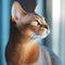 Profile portrait of an Abyssinian cat sitting beside a window in a light room with blurred background. Closeup face of a beautiful