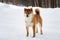 Profile Portrait of adorable Shiba inu male standing in the forest on the snow and trees background in winter