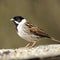 A profile portrait of an adult male Reed Bunting (Emberiza schoeniclus).