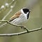 A profile portrait of an adult male Reed Bunting (Emberiza schoeniclus) perching openly on a tree branch.