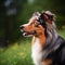 Profile portrait of a Australian Shepherd dog in the nature. Australian Shepherd dog portrait on sunny summer day. Outdoor