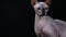 Profile portrait of a bald cat of the Canadian Sphynx breed in the studio on a black background. The pet licks itself