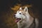 Profile Portrait of beautiful and attentive Siberian Husky dog sitting in the bright autumn forest