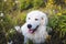 Profile Portrait of beautiful maremma sheepdog. Big white fluffy dog posing in the field