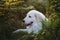 Profile Portrait of beautiful maremma sheepdog in the fern. Big white fluffy dog lying in the forest in early fall