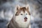 Profile Portrait of beautiful, prideful and free Siberian Husky dog sitting on the snow in the fairy forest in winter