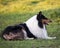 Profile portrait of beautiful tri-colored long-haired collie lying down in grass