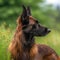 Profile portrait of a Belgian Shepherd dog in the nature. Belgian Shepherd dog portrait on sunny summer day. Outdoor portrait of a