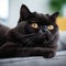 Profile portrait of a black Exotic Shorthair cat lying on a sofa at home. Closeup face of a beautiful Exotic Shorthair cat on a