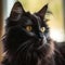 Profile portrait of a black LaPerm cat sitting beside a window in a light room with blurred background. Closeup face of a