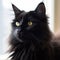 Profile portrait of a black Turkish Angora cat sitting beside a window in a light room with blurred background. Closeup face of a