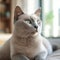 Profile portrait of a blue Burmese cat lying on a sofa at home. Closeup face of a beautiful Burmese cat on a blurred background.