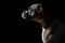 Profile Portrait of Brindle Boxer Dog