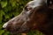 Profile portrait of a brown greyhound before the green trees