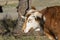 Profile portrait of brown Longhorn bull with mostly white face