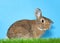 Profile portrait of bunny in grass